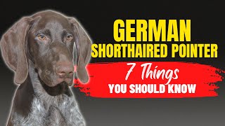 German Shorthaired Pointer Adoption: What You Need to Know