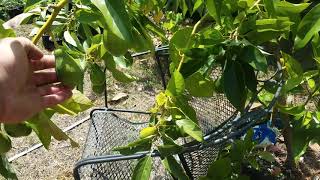 Growing Avocados In Pots (San Antonio, TX 8B)