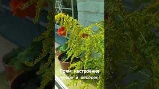 #Золотарник,конечно,дрянь, но красивый! #flowers#несажайтенаогороде