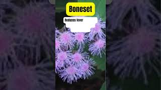 Boneset Health Benefits  Medicinal Herbal Plant #herbalmedicine #medicinalplants #holistichealth