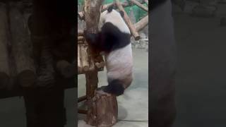 Giant Panda Moments, Chengdu, Sichuan, China 大熊猫的欢乐时光 #travel #china #panda #sichuan #chengdu