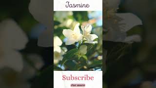 "Jasmine Flowers: A Feast for the Senses"  #jasmine #flower #shorts