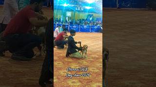 Beagles @FCI  Dog show 2024 |Chennai|#Shorts