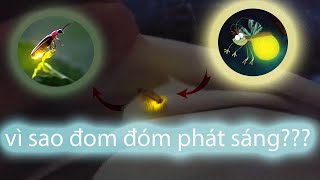 #an5 | Ngồi đợi cắt tóc ĐOM ĐÓM rớt ngay trên áo và ...  | A Firefly is on my shirt | Tuấn Mai Vlog