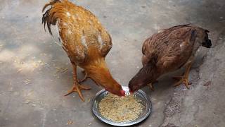 திடமான முட்டைக்கு நல்ல தீவனம்   ; Best Food For Hen and Quality Eggs