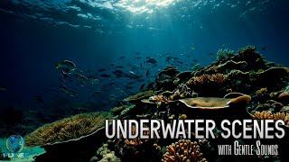 Underwater Scenes & Gentle Music: Ideal for Relaxation and Stress Relief