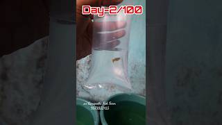 💥😱Fancy Guppy Fish Packing 💥Day2/100🙈💥 #shorts #viralvideo #viral #trending #short #aquarium #trend