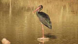 black stork