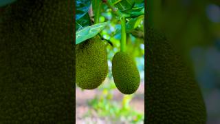 Jackfruit farming #farming #jackfruit #viral  #shorts