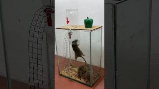 Best mouse trap idea//good rat trap at home #rat #rattrap #mousetrap #shorts