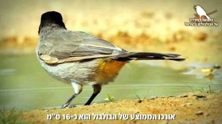 דורקס מציגה: חייבים לשמור על הבולבול