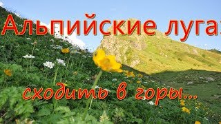 Как сходить на маршрут в Альпийских лугах (курорт Горки город)