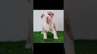 Cute Pitbull Puppies #Shorts