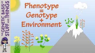 Plants show phenotype is influenced by genotype AND environment