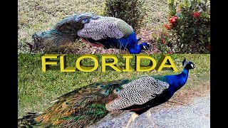 Tête-a-tête Walk with Peacocks. Florida / Прогулка наедине с павлинами. Флорида.