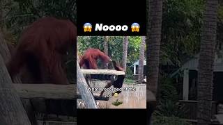 😱 Shocking 😱 Snapchat at the Zoo recording #shocking #monkey #memes