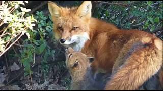 Red Fox Family Feeding and Playing Time