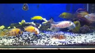 African Cichlid Fish, venustus, Baenchi, Mararock, Yellowlab, Red flush, Ob, DB