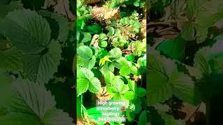 Strawberry Saplings 🍓🍓🍓 | Kaanthalloor | Chunkapura Plantation Nursery