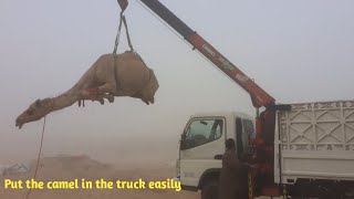 See how the camel was put into the truck by a crane Dubai Camel | UAE Camel | Gulf Camel