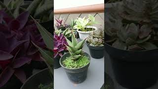 Sansivera Selalu Dihati #shorts #sansevieria #sansevierialovers