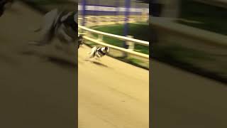 Romford dogs go round a 300 metre race