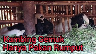 Apa Bisa Kambing Gemuk Hanya Makan Rumput?!#kambingjawarandu #kambingetawa