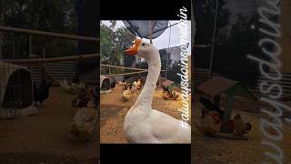 Treats in the Aviary! #chicken #goose #duck and #peacock fun