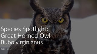 Species Spotlight: Great Horned Owls