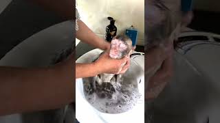 olha que fofura esse macaquinho tomando banho 😍#animais #animaisfofos #viral #fofura #macaco