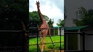 Giraffe as Pathaan🤩 #shorts #viral #trending #pathaan #giraffe #animals #zoo #funny