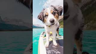 Photos of my dog on the paddleboard that make me feel ✨happy✨ #suppup #australianshepherd