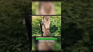 Increíble amanecer  El misterio del canto lúgubre de los pájaros  #aterrador