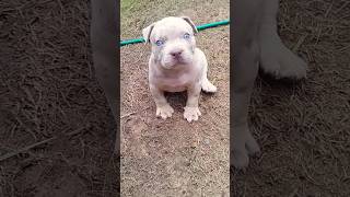 vocês gosta de filhote de Pitbull Merle? #shorts #pets #pitmonster #puppy #dogs #puppies #pitbull