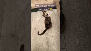 Эй, не стойте слишком близко . Я тигрёнок, а не киска  🐯❤️  #cat