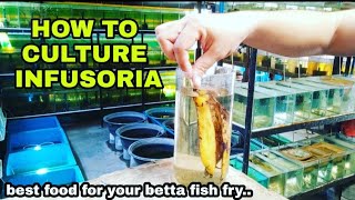 HOW TO CULTURE INFUSORIA, best food for 3 day old betta fry..🇵🇭