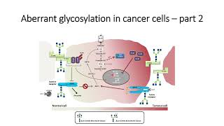 Glimpse of Aberrant Glycosylation in cancer cells. Part-2 #Code: 569