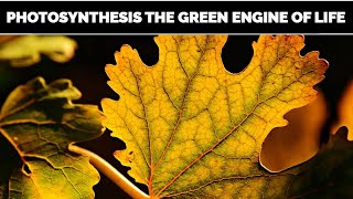 Photosynthesis The Green Engine of Life