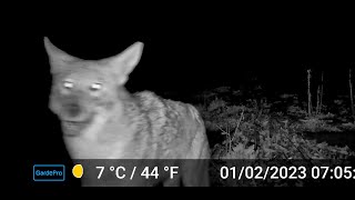 GardePro E6 Trail Camera footage