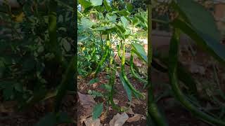 como conoces estos chiles? #agricultura #huerta #plantas #hortalizas