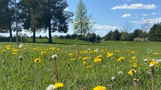 Sunny day in the park!