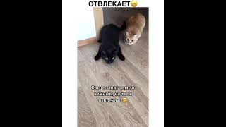 Смешные и милые кошки❣️котики #funny  #kitten #кошка #кошки #кошка #kittensmeowing #shorts #shorts