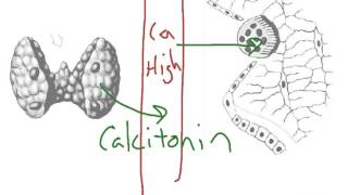 How to Biology & Anatomy: Hormonal control of calcium levels in blood