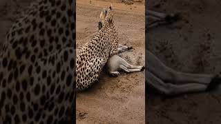 part 2 Buck Cries for Help from Cheetah#animals #wildlife #discovery #fyp #bestvideo