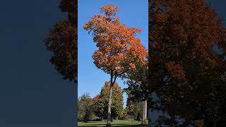 Michigan fall colors on the golf course. # Fall colors #golfing #outdoors