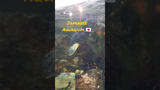 Let's Experience The Majestic Beauty Of This Aquarium In Sasebo Japan. #japan #shorts #turtle