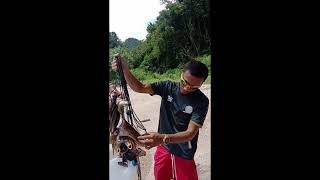 Spearfishing dengan speargun 80 Cm dan alat sederhana