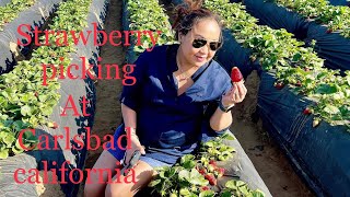 Strawberry Picking Watch This Video About Carlbad Strawberry Farm In San Diego California