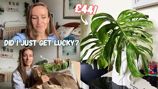 Did I Get Lucky or is This Just a Terminal Shoot? Plant Ebay Shopping | Variegated Monstera No.6