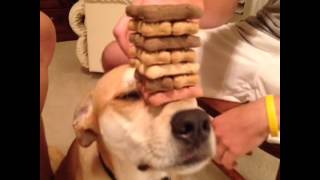 How to play Jenga on your dog COOL VINE!